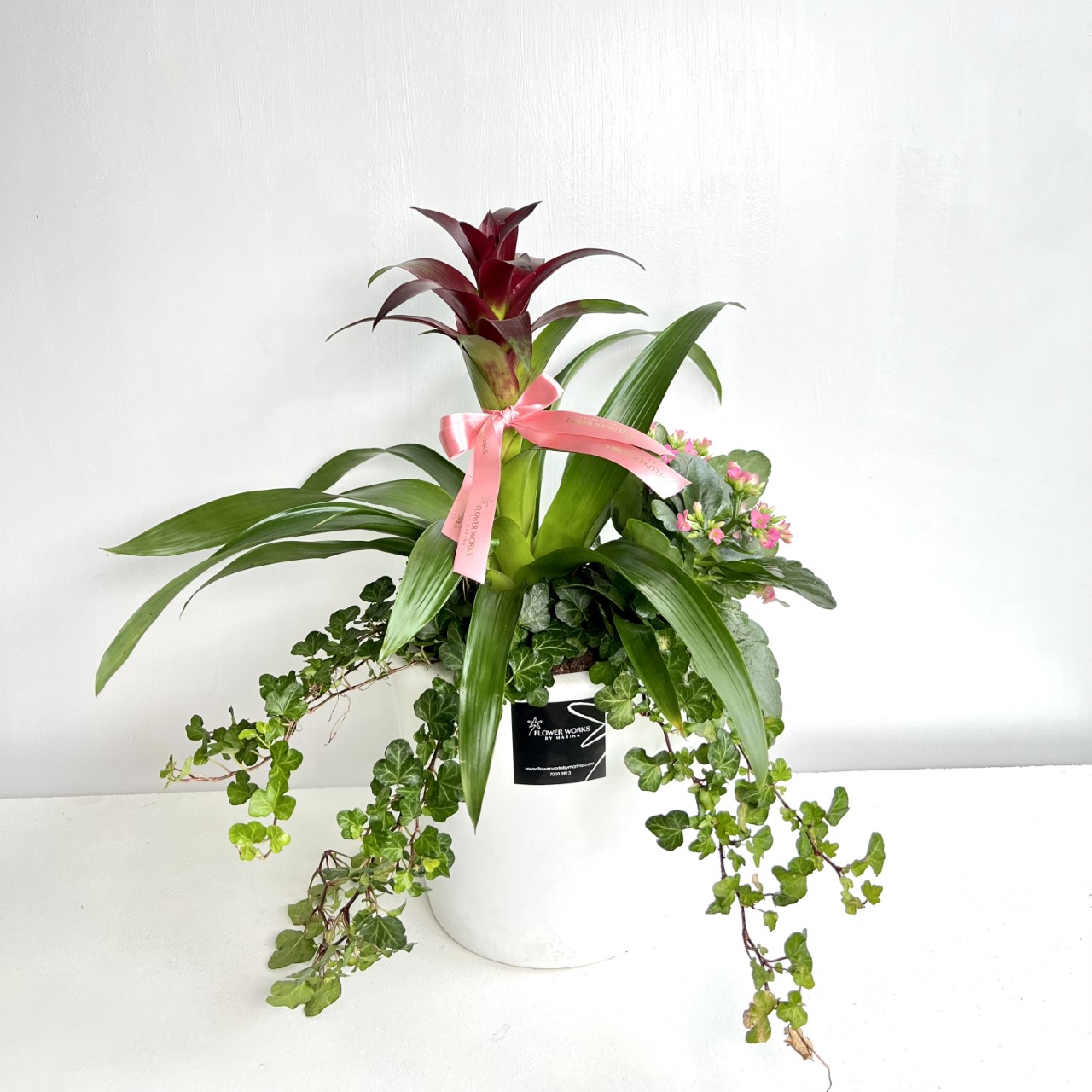 GUSMANIA KALANCHOE HEDERA IN A PLASTIC POT - Flower Works by Marina