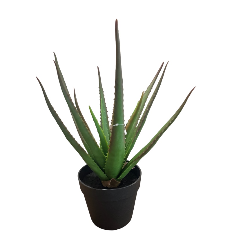 Cactus Aloe Vera – 46 Cm