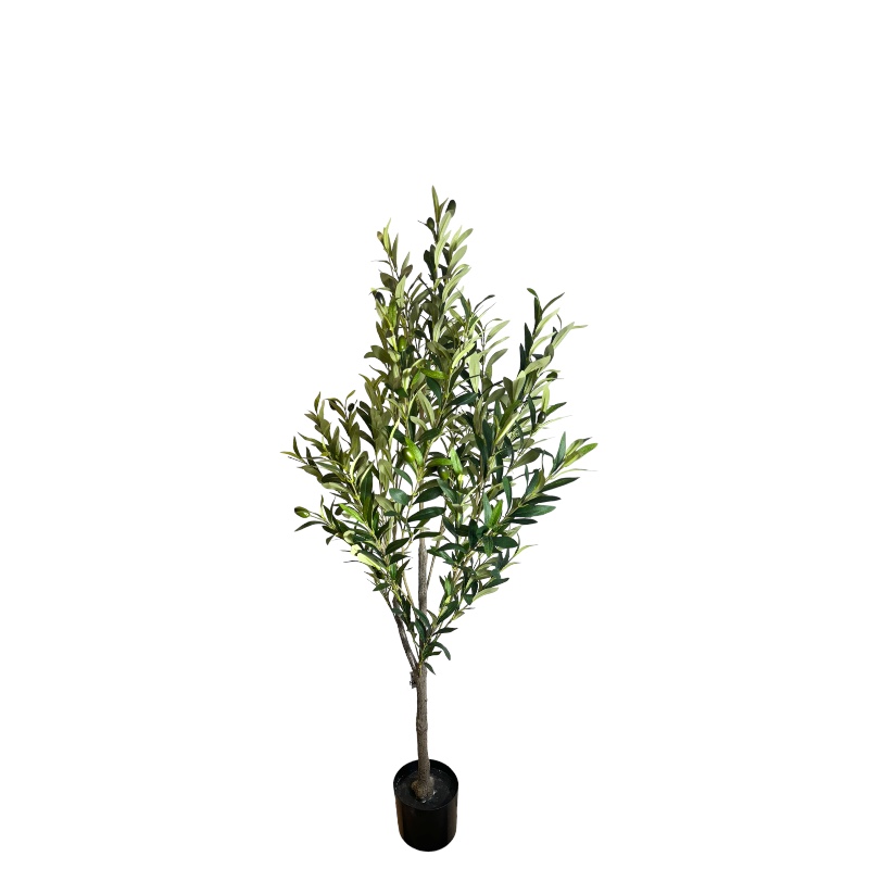 Olive Tree – 130 Cm