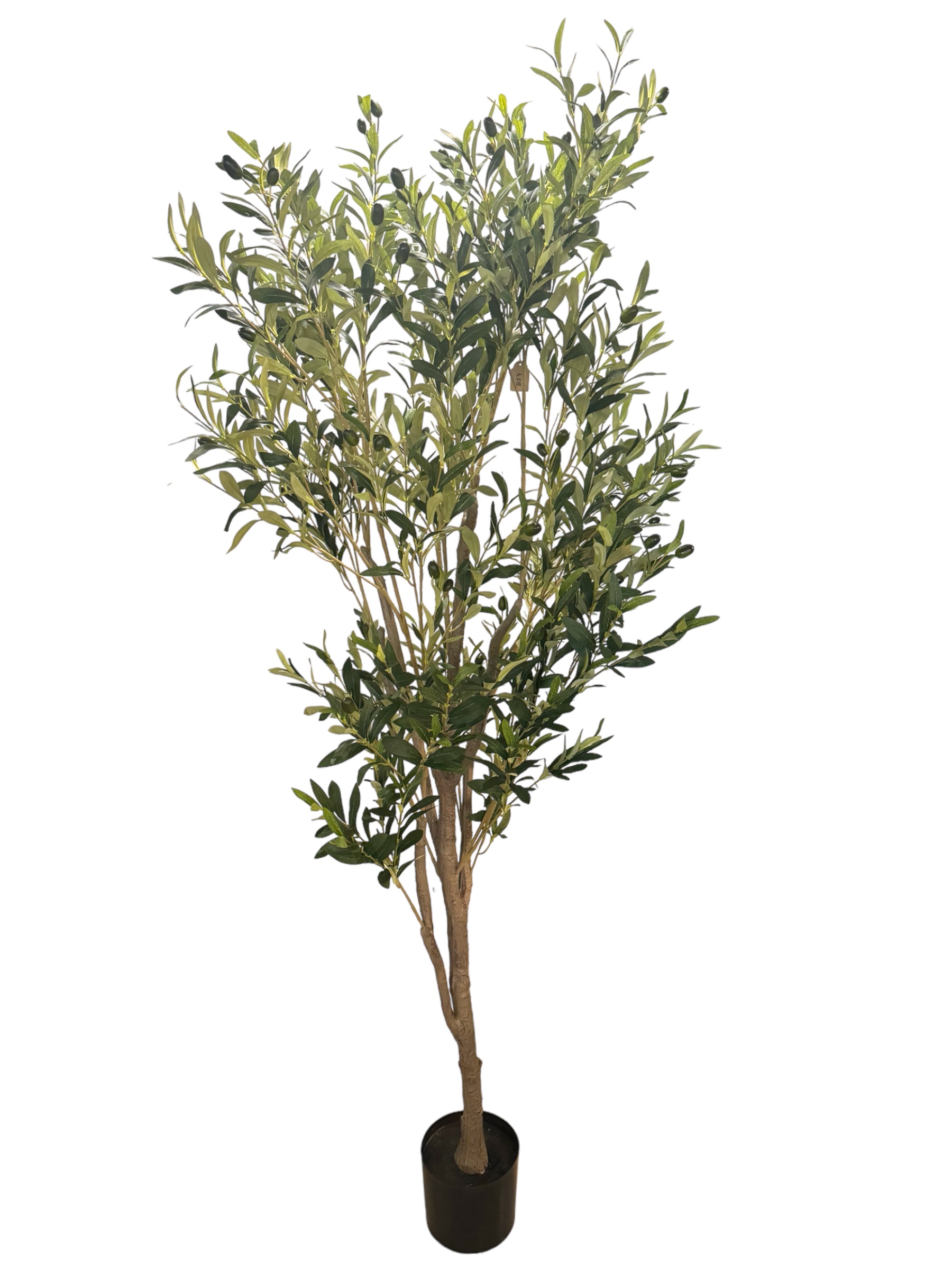 Olive Tree – 190 Cm