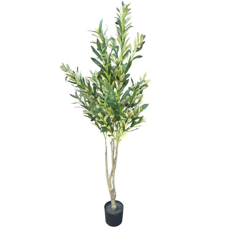 Olive Tree – 150 Cm