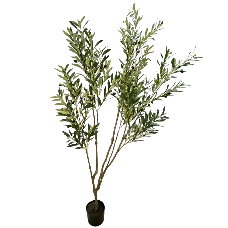 Olive Tree – 185 Cm